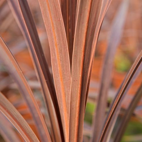 CORDYLINE